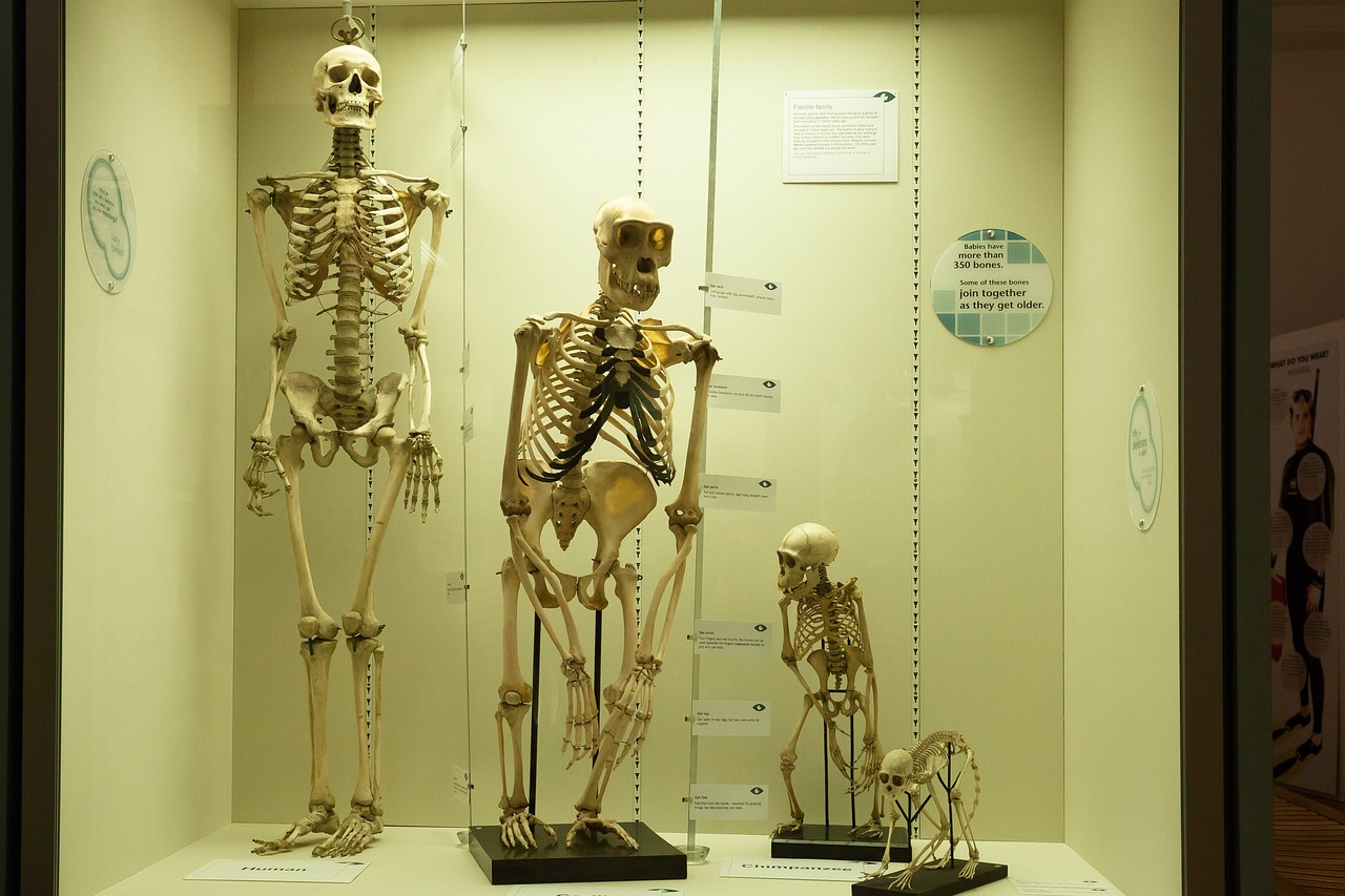 skeleton, comparison, human