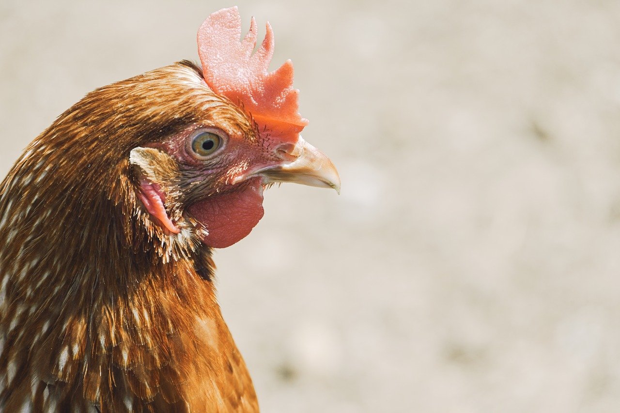 chicken, nature, farm yard, hen, poultry, bird, animal, agriculture, plumage, close up, court, cattle